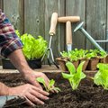Mida teha, kui ostetud kurgiseemnetest kasvavad hoopis kõrvitsad? Kuidas vältida taimesordiga petta saamist?