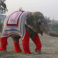 FOTOD: Indias koovad vabatahtlikud külma kartvatele elevantidele stiilseid kampsuneid