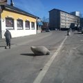 FOTOD: Kevad on Tallinna Keskturu betoontuvid "ellu" äratanud!