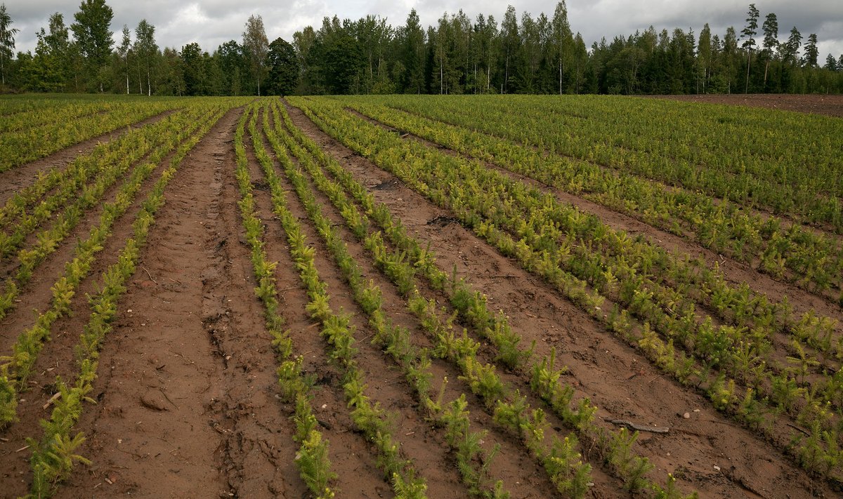 Kärt Karu