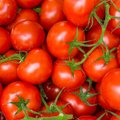 Vitamiinipomm! Päikesesoe küps tomat teeb tuju heaks ja annab kauni jume! Mida head tomat veel meiega teeb?