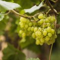 Luke mõisa kõrtsihoones saab juua sealsamas kasvanud viinamarjadest veini