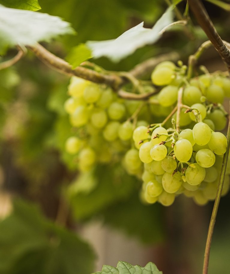 Viinamarjad korjatakse ära siis, kui neis on tekkinud piisavalt suhkruid.