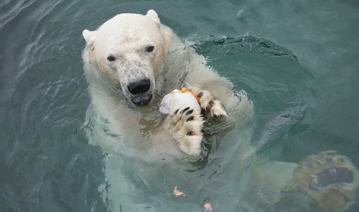 Jääkarude toitmine loomaaias