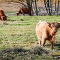 Шотландские бычки вернулись! Животные вновь начали ухаживать за береговым лугом на Пальяссааре