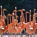 Oled sa mõelnud, miks flamingod aina ühel jalal seisavad?