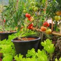 ВИДЕО | Эффективная подкормка томатов, после которой плодов завяжется в 10 раз больше обычного!