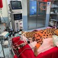 ВИДЕО И ФОТО | Получившее травму редкое животное прооперировали в Тарту