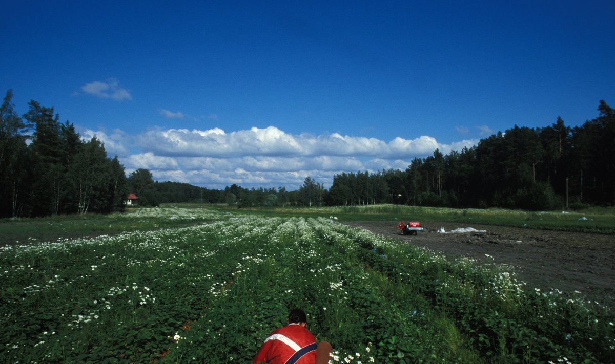 Soome maasikapõld.