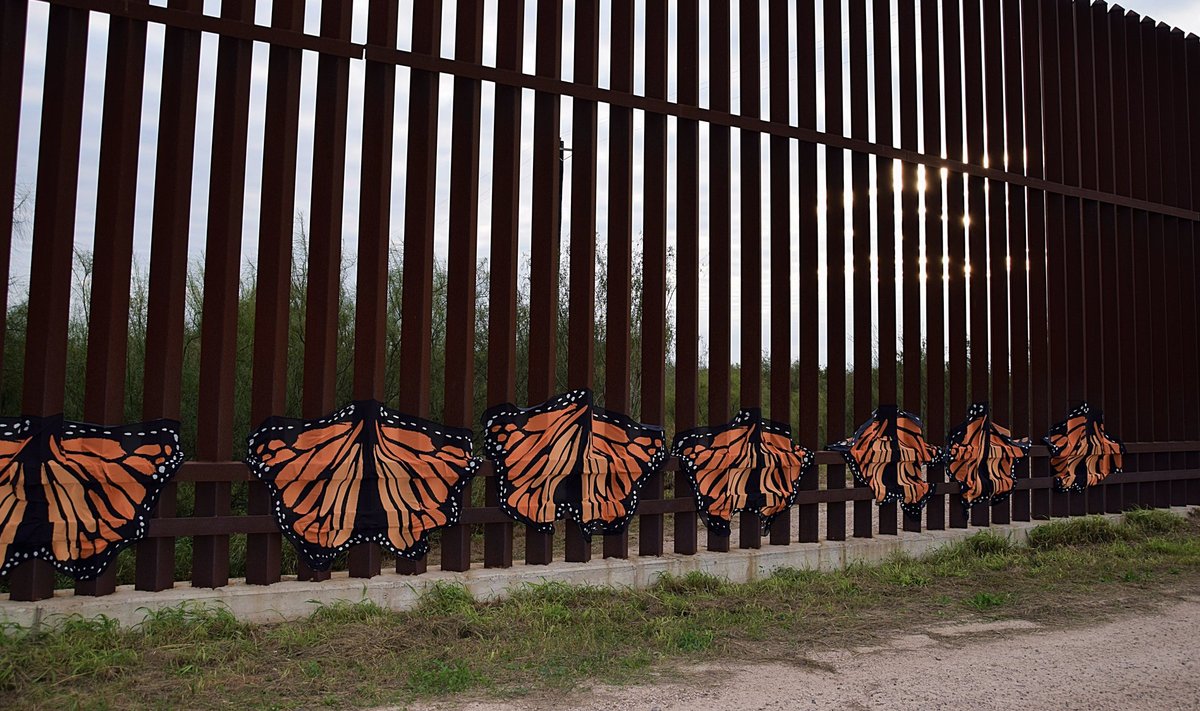 Protesteerijad on USA-Mehhiko piiritarale lisanud liblikaid.
