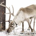 Sooküsimus vaidluse all: kas põhjapõder Rudolf on hoopis emane?