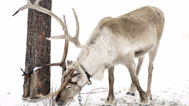 Sooküsimus vaidluse all: kas põhjapõder Rudolf on hoopis emane?