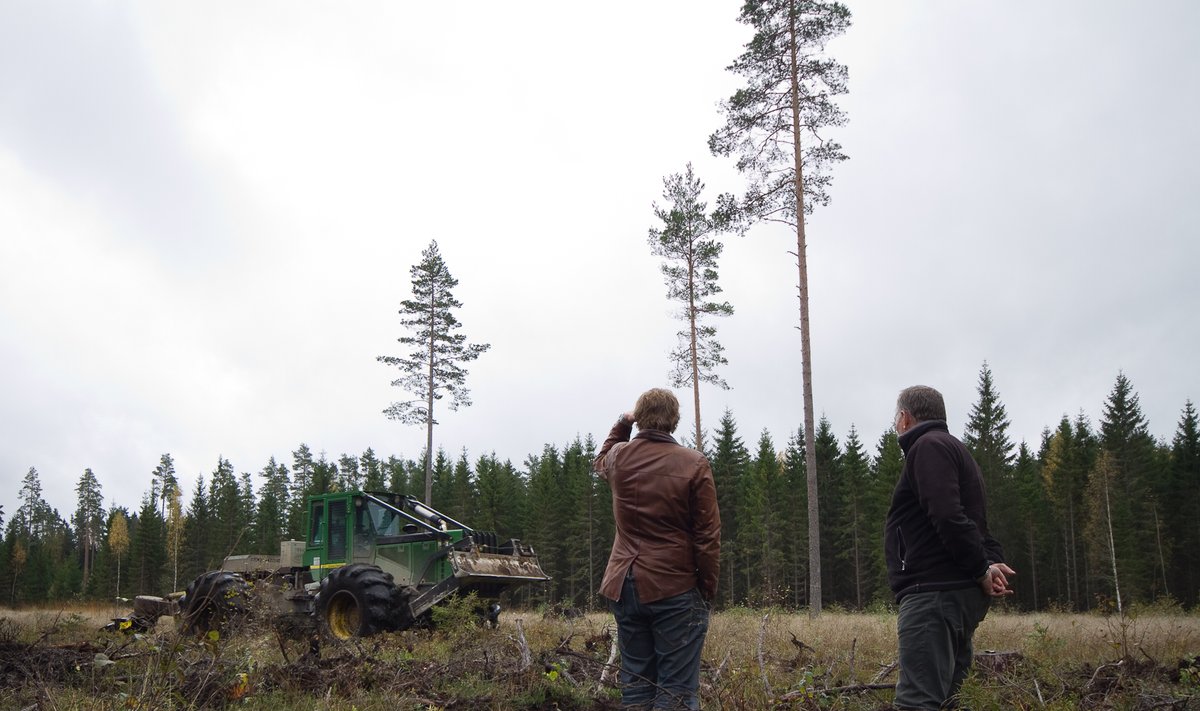 RMK metsadesse ja raielankidele on novembri lõpus oodata audiitoreid.