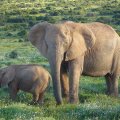 Aafrika: iga saja elusa elevandi kohta leiab 12 salaküttide mõrvatut