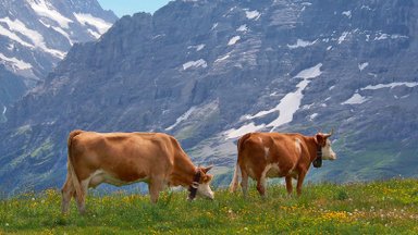 IMELINE REIS: Šveits jätab hinge helisema