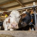 Põllumehed küsivad valitsuselt abi: piimatootjad maksavad juba viiendat kuud tootmisele peale
