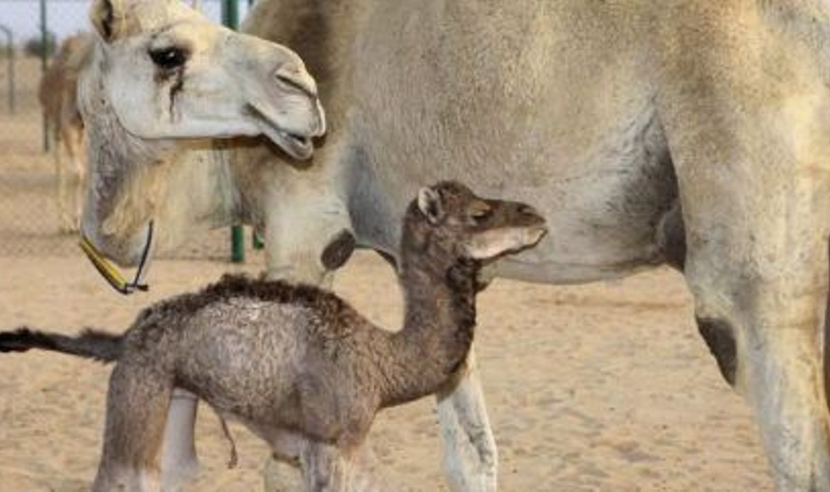 Maailma esimene kloonitud kaamel.
