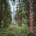 Metsanduse arengukava juhtkogusse valitud teadlane: üks tõsine teadlane ei saa olla oma vaadetes kallutatud