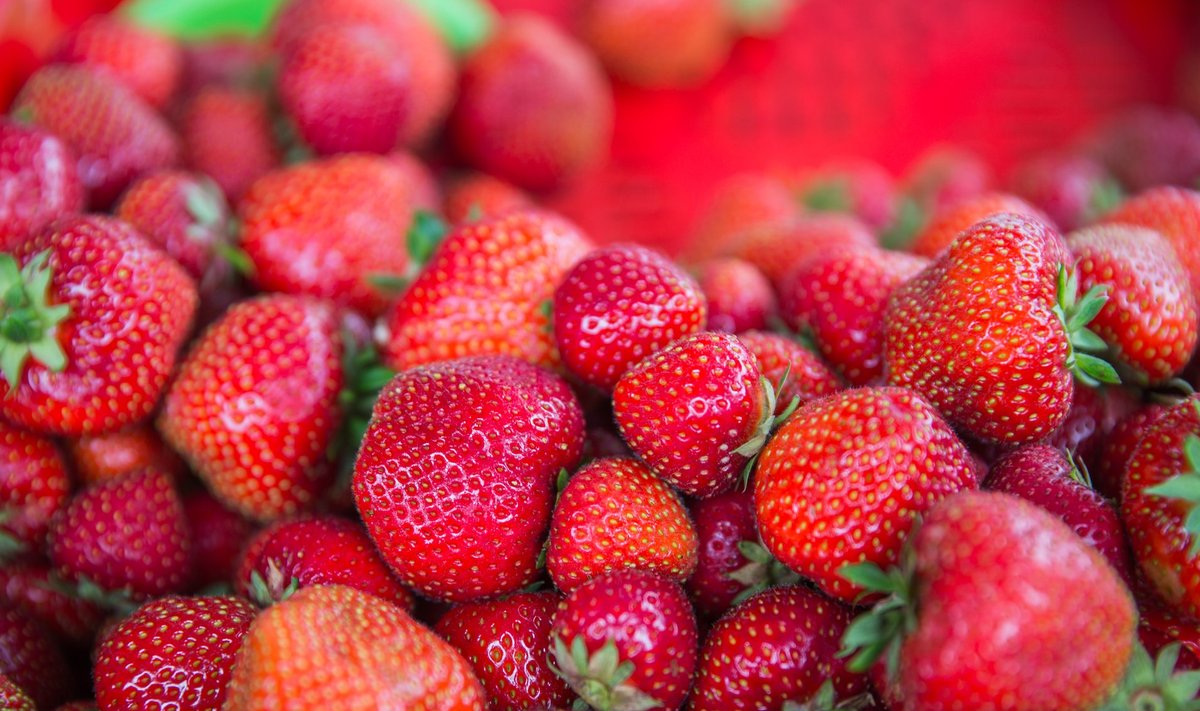 Maasikad hallitavad. Maasikamüüja Liilia Kilk