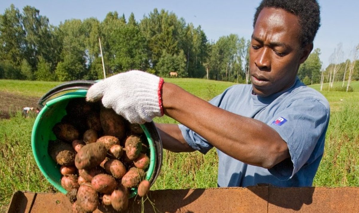 Lääne-Aafrikast pärit Pariisis elav Siaka Doumbia võttis läinud  nädalavahetusel vabatahtlikuna Kiidi turismitalus kartuleid. 