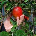 Ees on nädalavahetus aias: õunakorjaja meelespea