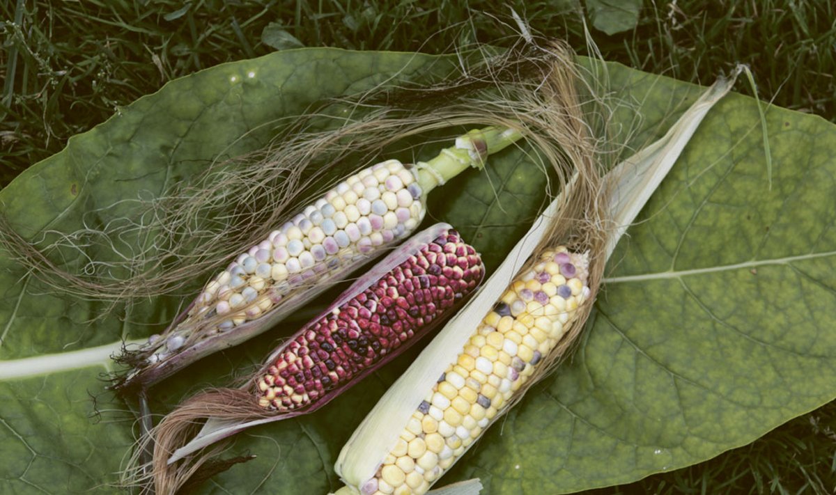 Üks enamkasvatatav geneetiliselt muundatud taim on mais. Foto on illustratiinve.