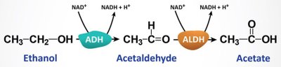 Alkoholi metabolismi reaktsioonid: ADH – ensüüm alkoholi dehüdrogenaas (maksarakkudes). ALDH – ensüüm aldehüüdi dehüdrogenaas. Lõpuks lagundatakse atsetaat süsihappegaasiks ja veeks.