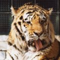 ÜRITUS | Loomaaias tuleb suurejooneline tiigripäev, tutvuda saab ka tulevase tiigrioruga