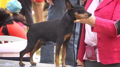 VIDEO | Haruldused kohal! Enam kui 2200 koera võistlesid Luigel maineka Eesti Võitja tiitli nimel