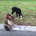 VIDEO: Amet varsti selge! Koertega semutsev lambatall õpib, kuidas olla tõeline karjakoer