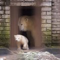 VIDEO: Vaata, kuidas jääkaru Friida mängib oma paarikuise pisipojaga