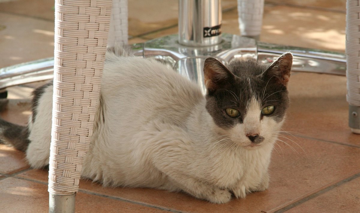 Kass Kosi saarel Kreekas.