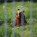 Департамент окружающей среды просит помощи в поиске двух псковских медведей