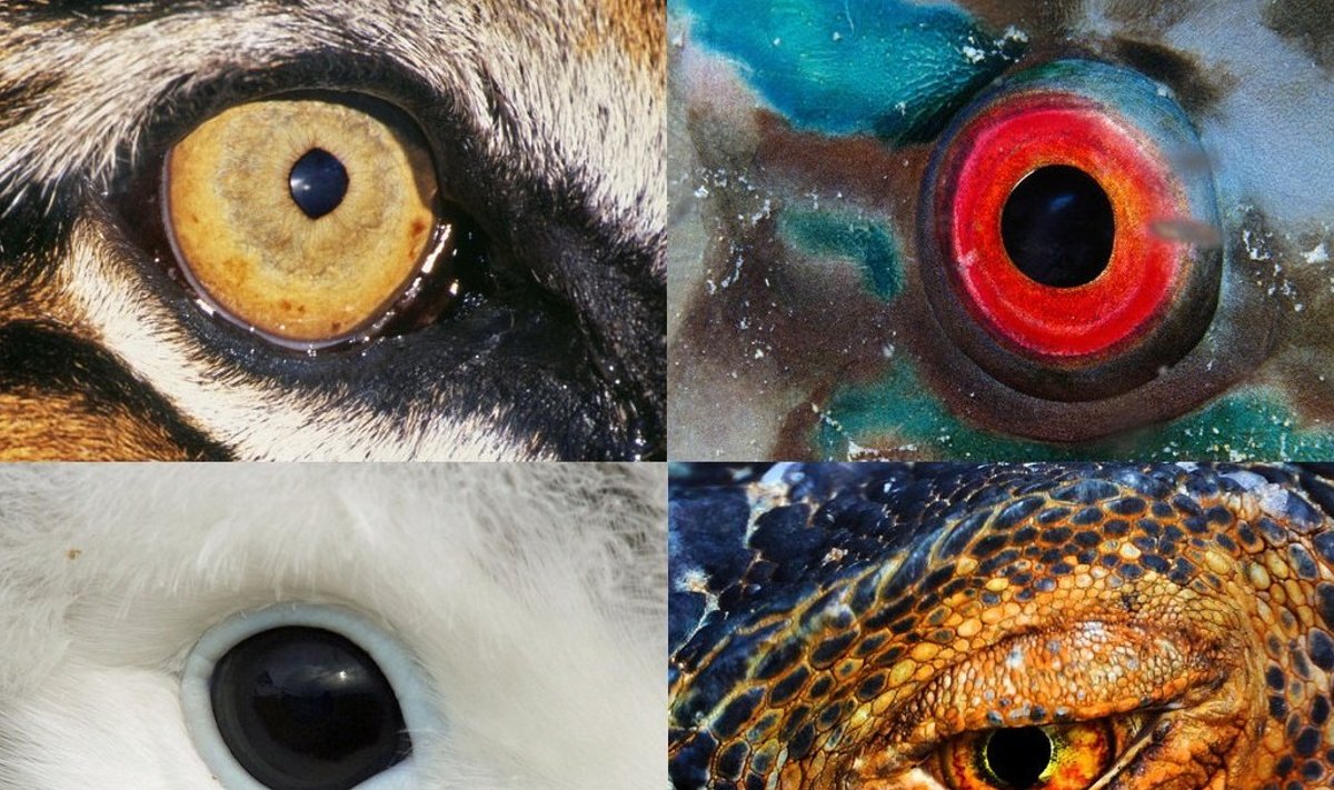 Bengali tiigri, papagoikala, albatrossitibu ja iguaani silmad. 