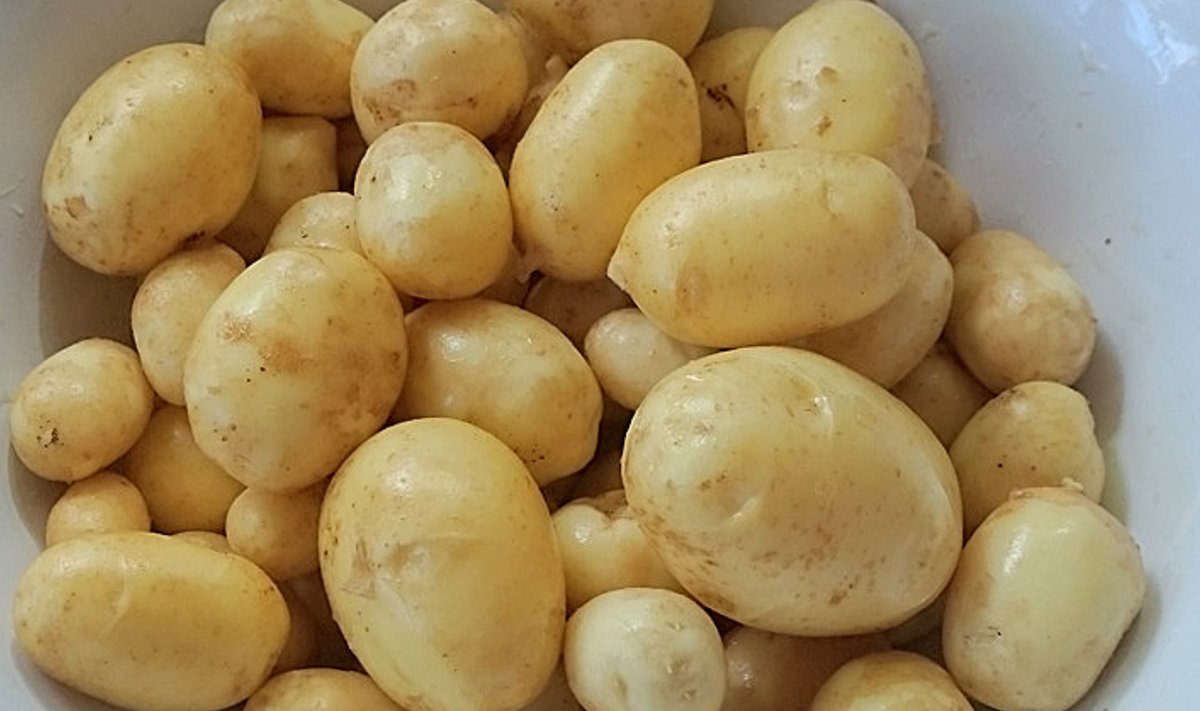 Maitsvad kartulid oma peenramaalt