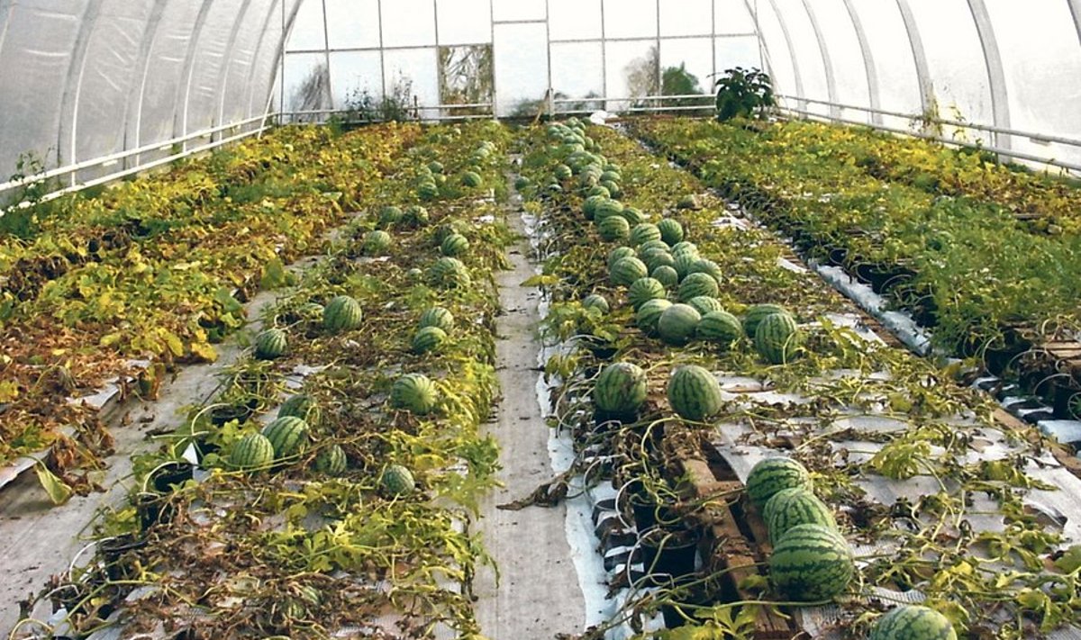 Arbuuse kasvatatakse Eestis nii kasvuhoones kui ka avamaal. Head saaki saab mõlemalt poolt.