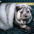 SALAVIDEO ja FOTOD | Võigas! Vaata, mis toimub Soome karusloomafarmides