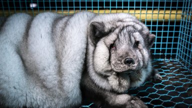 VIDEO ja FOTOD | Loomaõiguste ühing paljastas ülearetuse probleemi Soome karusloomafarmides