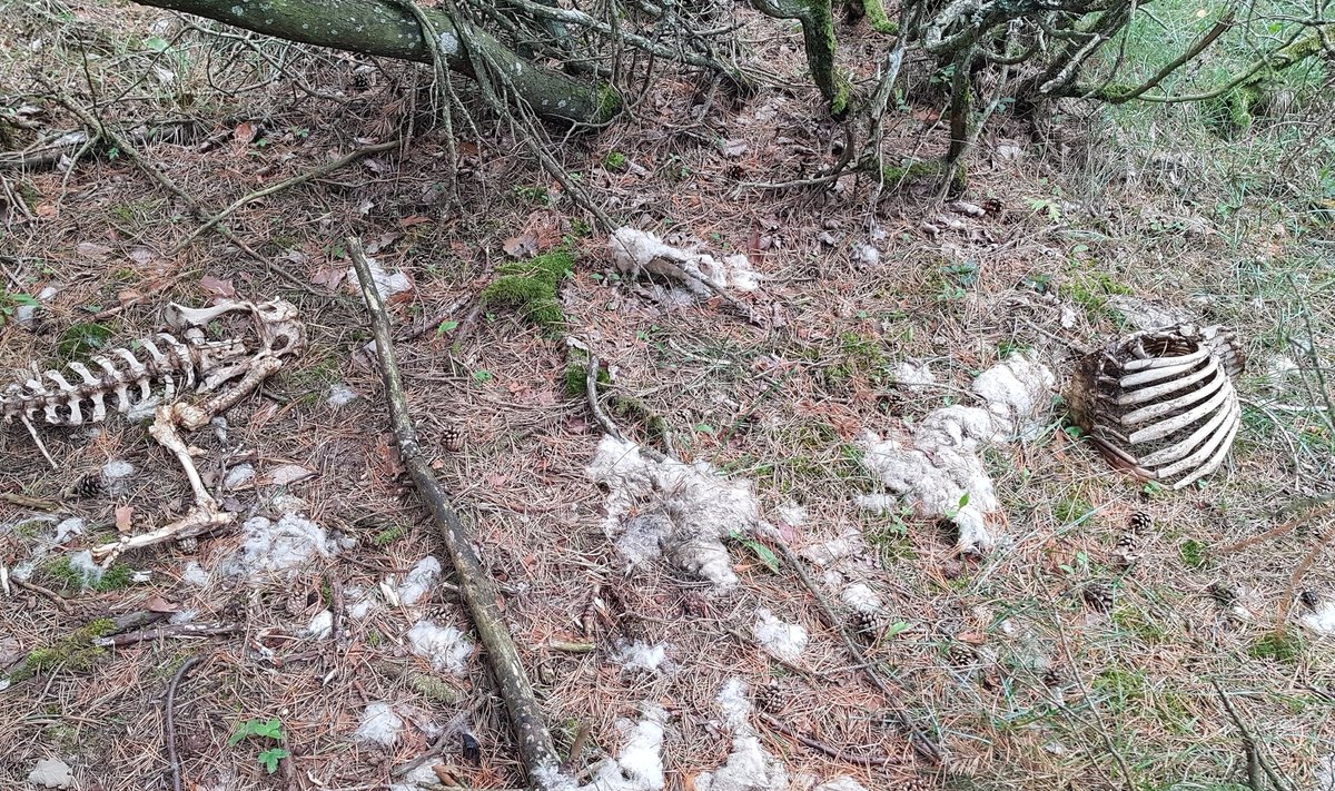 Kadunud tuhande lamba juhtumi uurimisega kogunenud tõendid viitavad, et vabapidamisel loomad hukkusid looduses ning kadusid nii, nagu kaob metslooma korjuski.