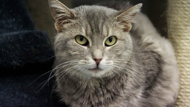 Lexi üürike õnn: kodust varjupaika tagastatud kass jäi šokist haigeks