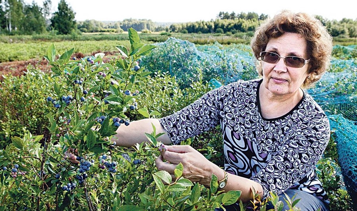 Marjateadlane Taimi Paal on saanud ühelt ‘Are’ põõsalt 3,2 kg mustikaid, kuid loodab õige lõikamise puhul koguda veelgi suurema saagi.