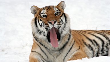 Зов тигра: каков он, зверь-символ наступившего года?