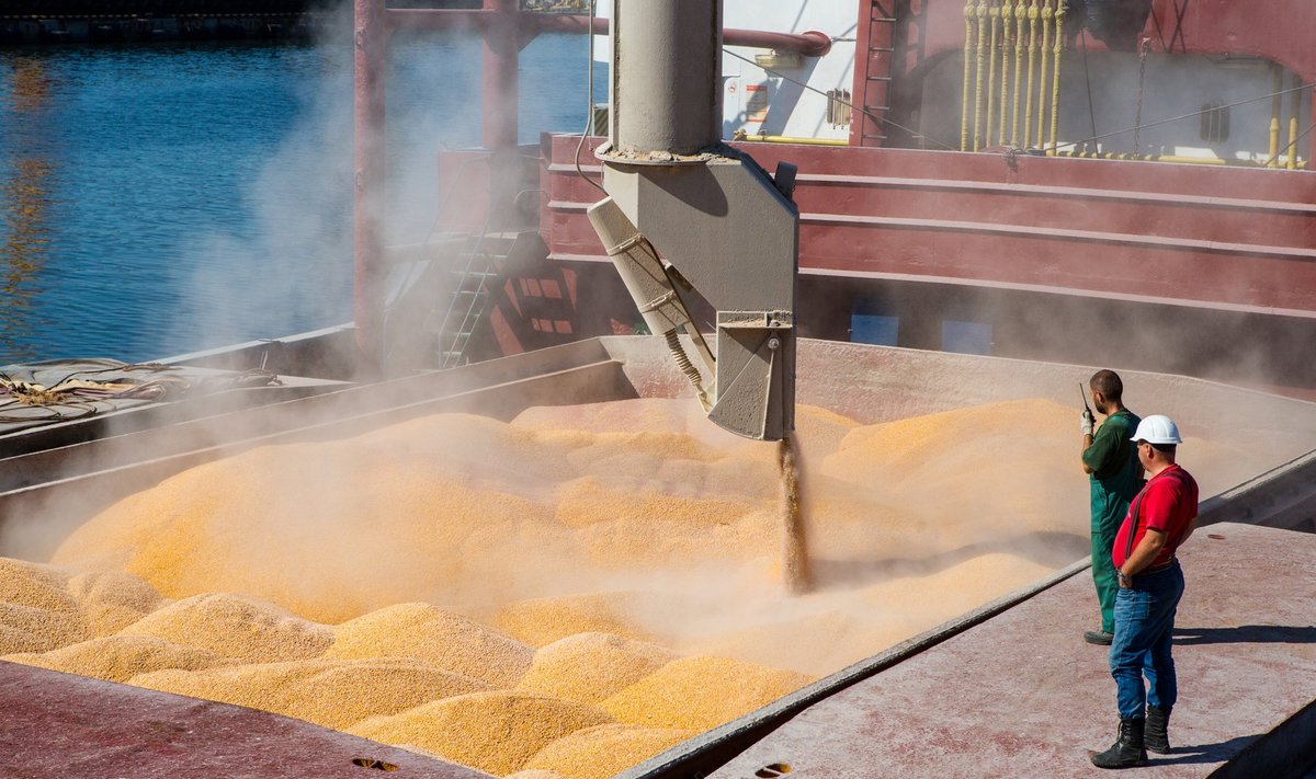 Seni on Ukraina eksportinud peamiselt maisi. Täna asus aga teele esimene laev nisuga.
