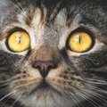 ФОТО | Эмоциональная кошка стала популярной в соцсетях