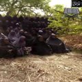 VIDEO ja FOTOD: Boko Haram avaldas video röövitud Nigeeria koolitüdrukutest