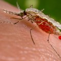 Kas Eestit võiks ohustada malaaria?