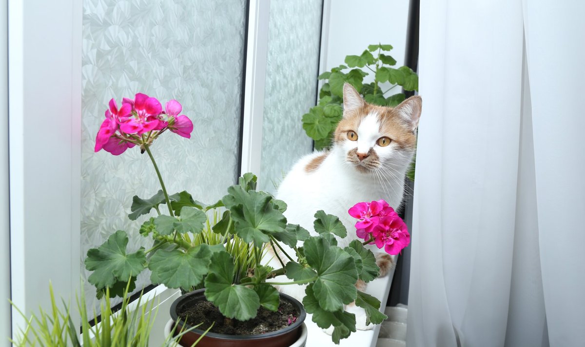 Kui kass taimi närima kipub, tuleks need teha talle vastikuks nii lõhnalt kui maitselt.