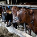 Ligi 400 piimatootjat plaanivad tegevuse lõpetada