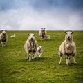 В Британии появится глэмпинг, где можно посчитать настоящих овец перед сном