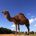 Mali kingib Prantsusmaa presidendile ärasöödu asemele uue kaameli
